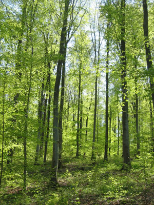 Wald